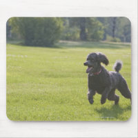 Poodle playing frisbee