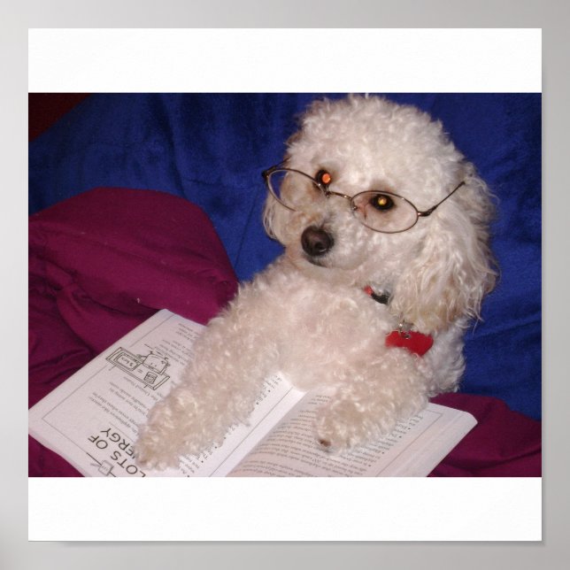 poodle poster (Front)