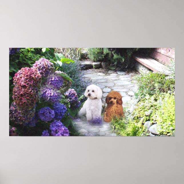 Poodle Poster Hydrangeas (Devant)