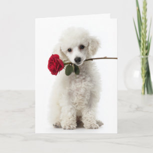 Poodle Pup Valentine Card