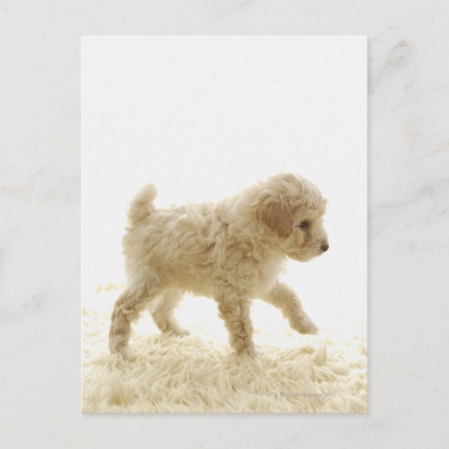 Poodle Puppy Postcard (Front)
