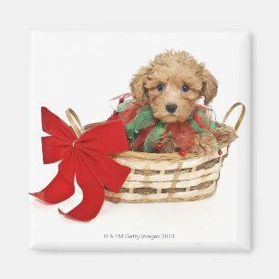 Poodle puppy sitting in Christmas basket Magnet