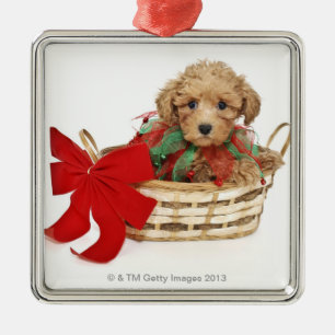 Poodle puppy sitting in Christmas basket Metal Ornament