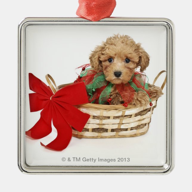 Poodle puppy sitting in Christmas basket Metal Ornament (Front)