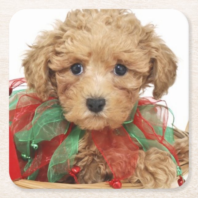 Poodle puppy sitting in Christmas basket Square Paper Coaster (Front)