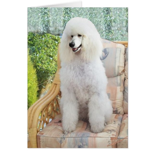 Poodle standard blanc (Devant)
