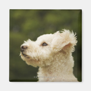 Poodle (white) 2 magnet