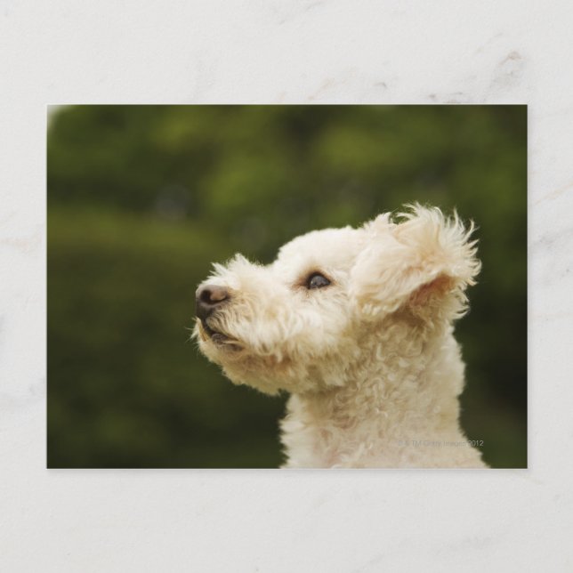 Poodle (white) 2 postcard (Front)