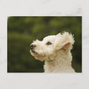 Poodle (white) 2 postcard
