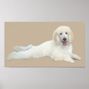 Poodle White Beautiful Print
