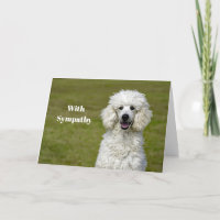 Poodle White Dog Photo Sympathy