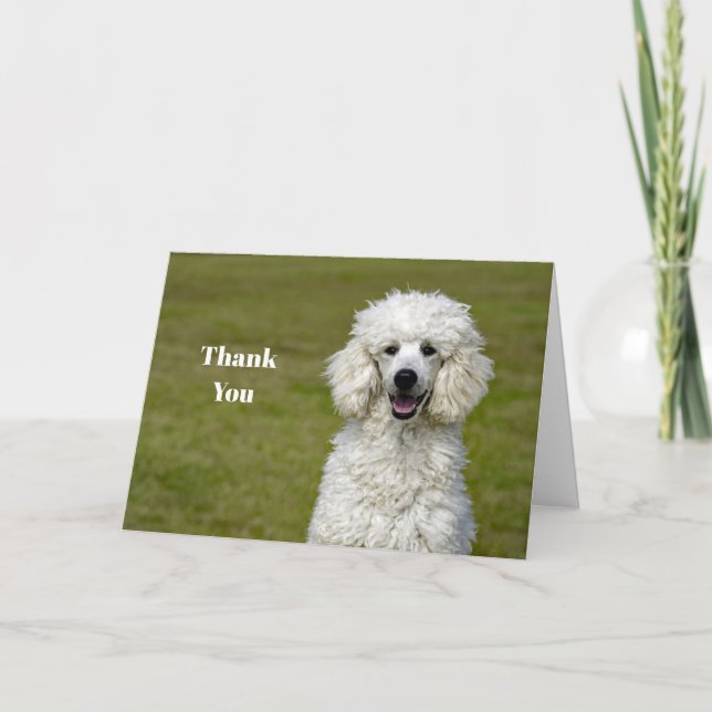 Poodle White Dog Photo Thank You Card (Front)