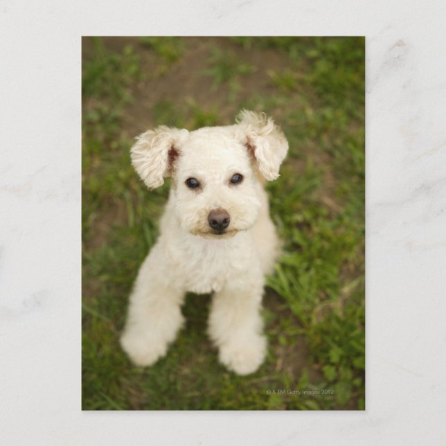 Poodle (white) postcard (Front)