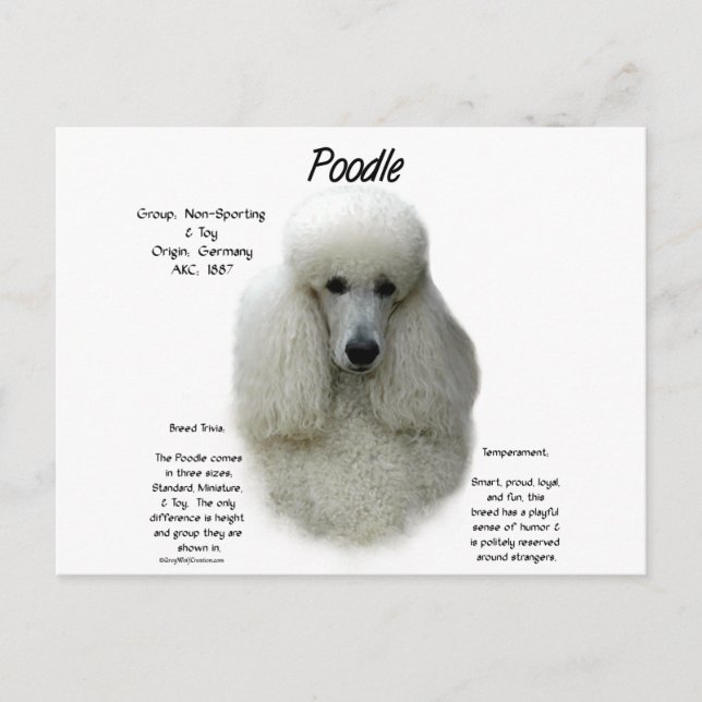 Poodle (wht) History Design Postcard (Front)
