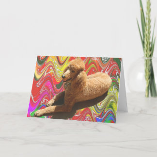 POODLE WITH CHRISTMAS CANDY COLORS. HOLIDAY CARD