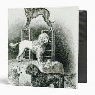 Poodles and Whippet - Group of Mr. Walton's Binder