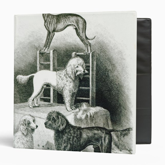 Poodles and Whippet - Group of Mr. Walton's Binder (Front/Inside)