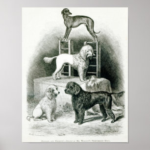 Poodles and Whippet - Group of Mr. Walton's Poster