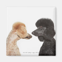 Poodles examining each other