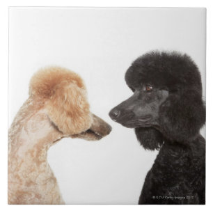 Poodles examining each other tile