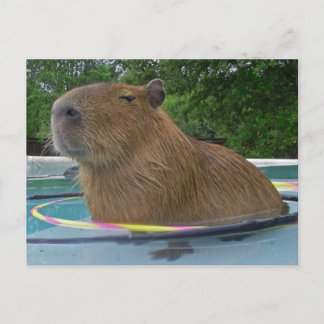 Pool Capybara Postcard