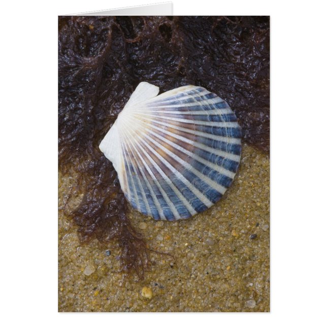 Pool de marées (Devant)