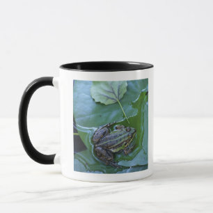 Pool Frog, Amperauen, Germany Mug