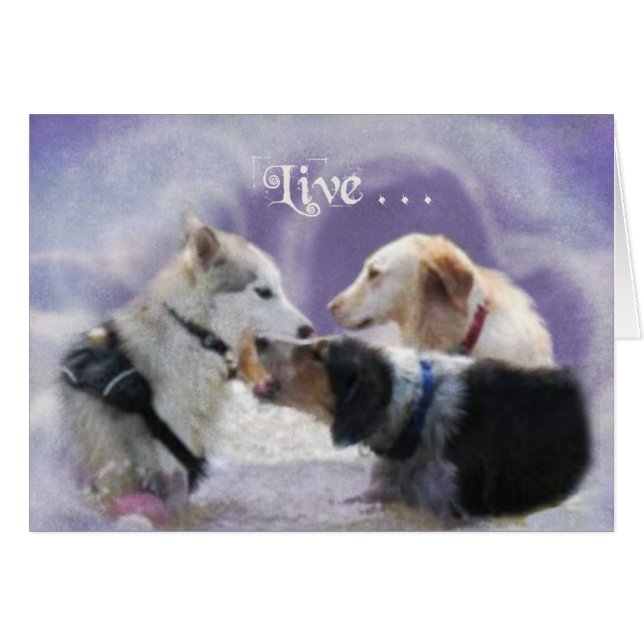 PoolParty (Devant horizontal)