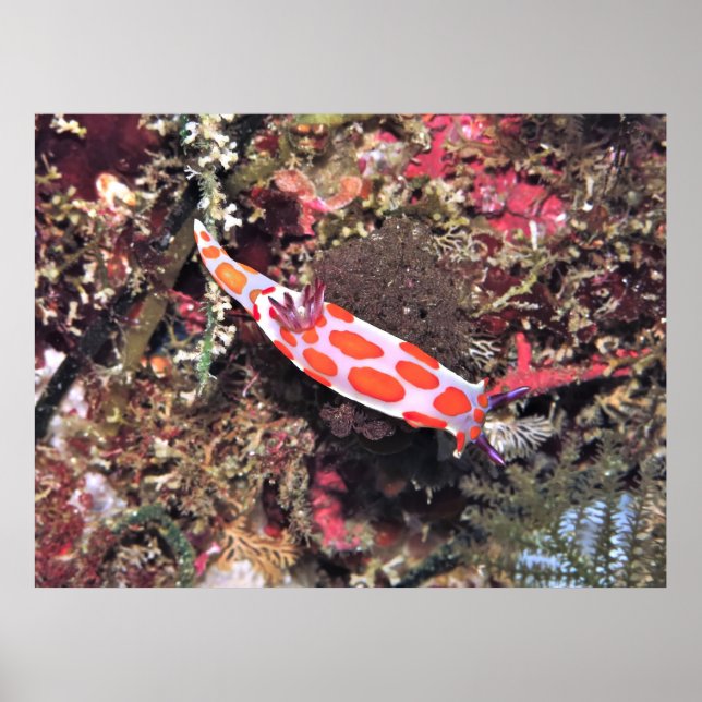 Poor Knights Nudibranch Poster (Front)