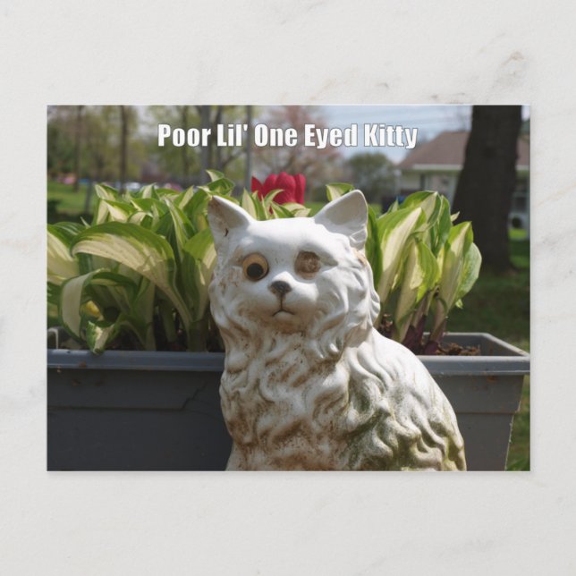 Poor Lil' One Eyed Kitty Postcard (Front)