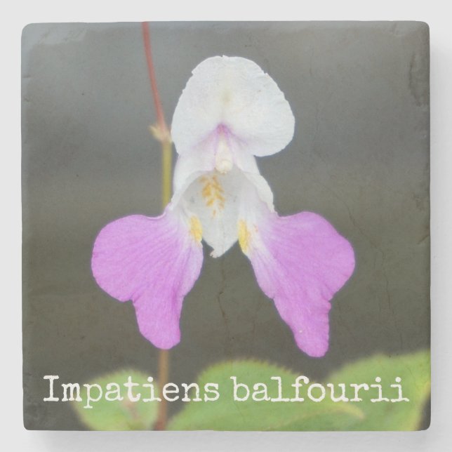 Poor Man's Orchid Botanical Stone Coaster (Front)
