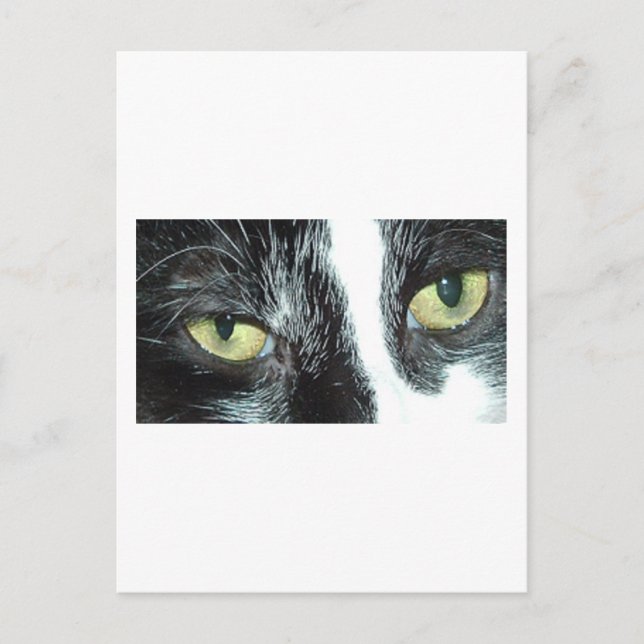 Pop Art Cat Postcard (Front)