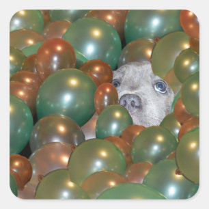 Pop Fest: Funny Staffy Puppy In The Balloons, Square Sticker
