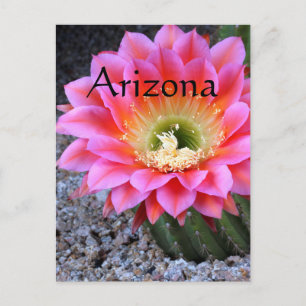 Pop of pink cactus, Arizona Postcard