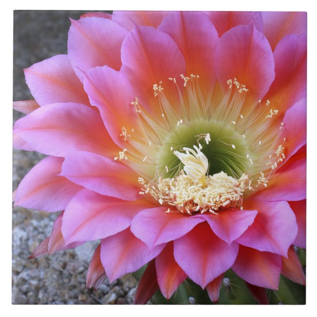 Pop of pink cactus tile (Front)