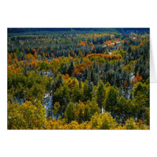 Poplar and Spruce Trees