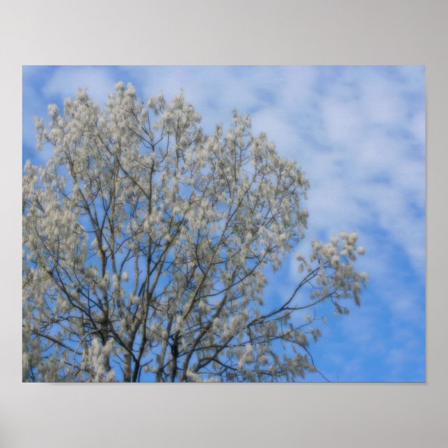 Poplar Tree Fluff Snow In June Nature Poster (Front)