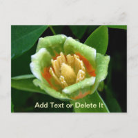 Poplar Tree Tulip postcard