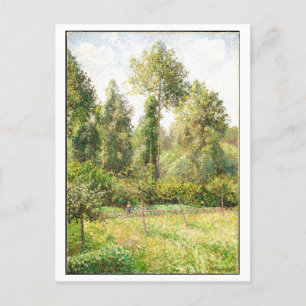 Poplars and Meadow Painting by Pissarro Postcard