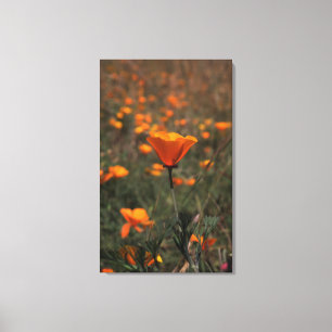 Poppen Canvas Print