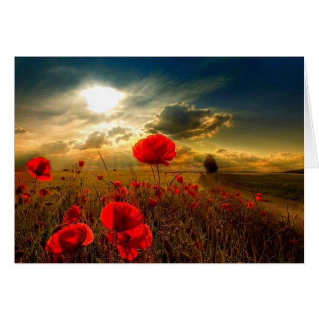 Poppies (Front Horizontal)