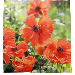 Poppies