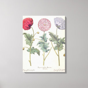 Poppies: 1.Papaver multiplex albumoris rubicundis; Canvas Print