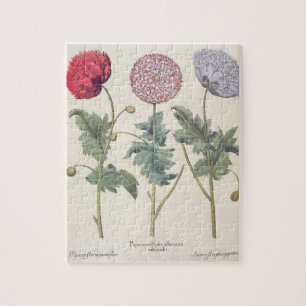 Poppies: 1.Papaver multiplex albumoris rubicundis; Jigsaw Puzzle