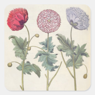 Poppies: 1.Papaver multiplex albumoris rubicundis; Square Sticker