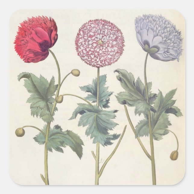 Poppies: 1.Papaver multiplex albumoris rubicundis; Square Sticker (Front)