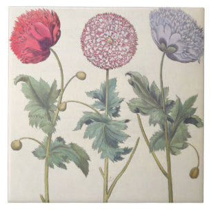 Poppies: 1.Papaver multiplex albumoris rubicundis; Tile
