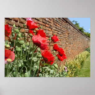 POPPIES 1 POSTER