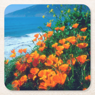 Poppies along the Pacific Coast near Big Sur Square Paper Coaster