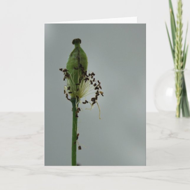 Poppies and shade 12 Floral Photography Greeting C Card (Front)